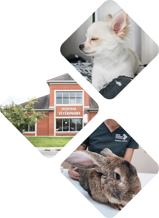 Hôpital vétérinaire de l’Estrie - Soins médicaux, consultations et urgences pour animaux de compagnie