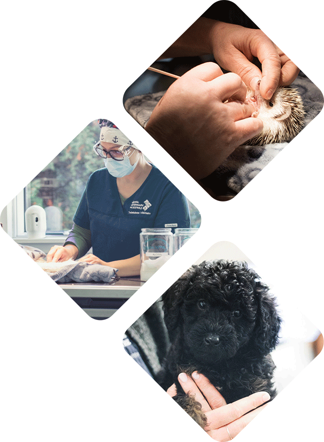 Service de chirurgie - Hôpital vétérinaire de l’Estrie - Soins médicaux, consultations et urgences pour animaux de compagnie