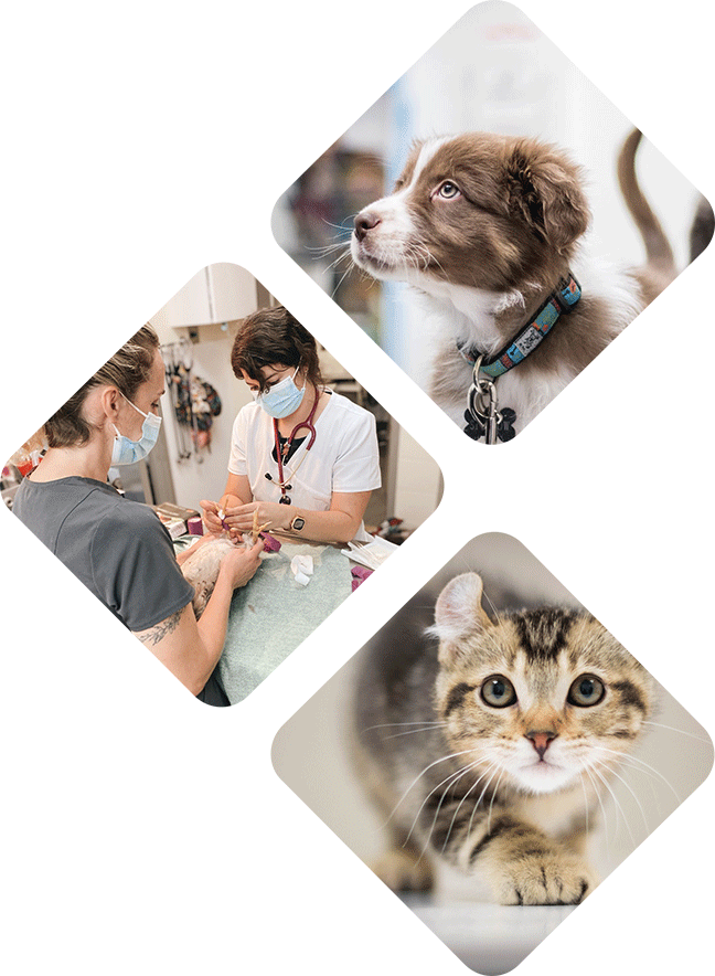 Soins d'urgences - Hôpital vétérinaire de l’Estrie - Soins médicaux, consultations et urgences pour animaux de compagnie