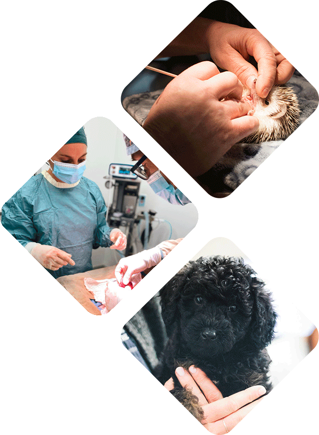 Service de chirurgie - Hôpital vétérinaire de l’Estrie - Soins médicaux, consultations et urgences pour animaux de compagnie