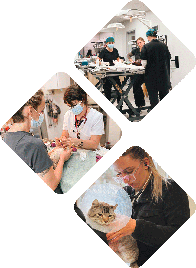 Soins d'urgences - Hôpital vétérinaire de l’Estrie - Soins médicaux, consultations et urgences pour animaux de compagnie