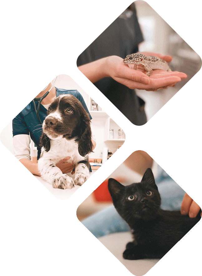 Hôpital vétérinaire de l’Estrie - Soins médicaux, consultations et urgences pour animaux de compagnie