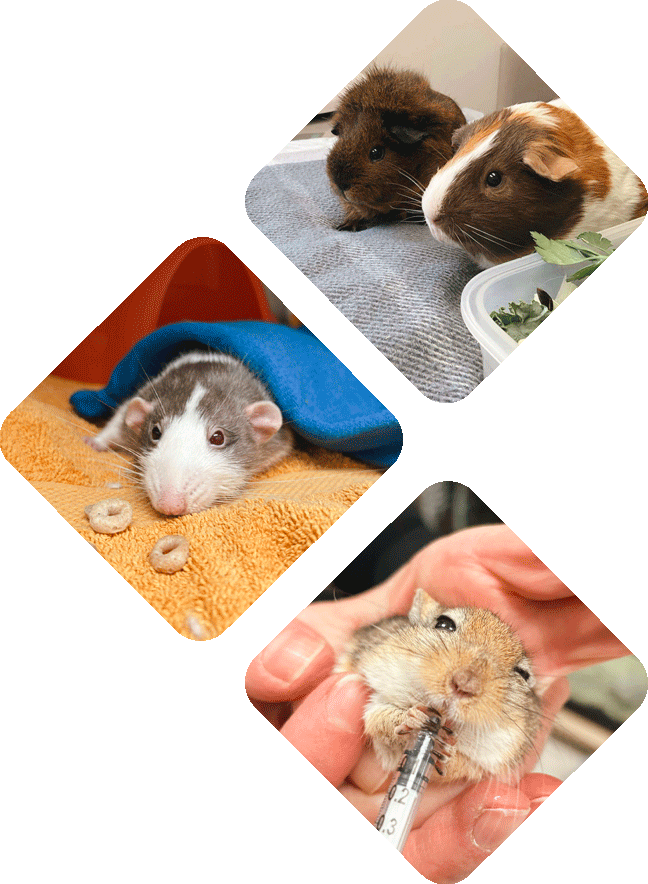 Service de médecine exotique - Hôpital vétérinaire de l’Estrie - Soins médicaux, consultations et urgences pour animaux de compagnie