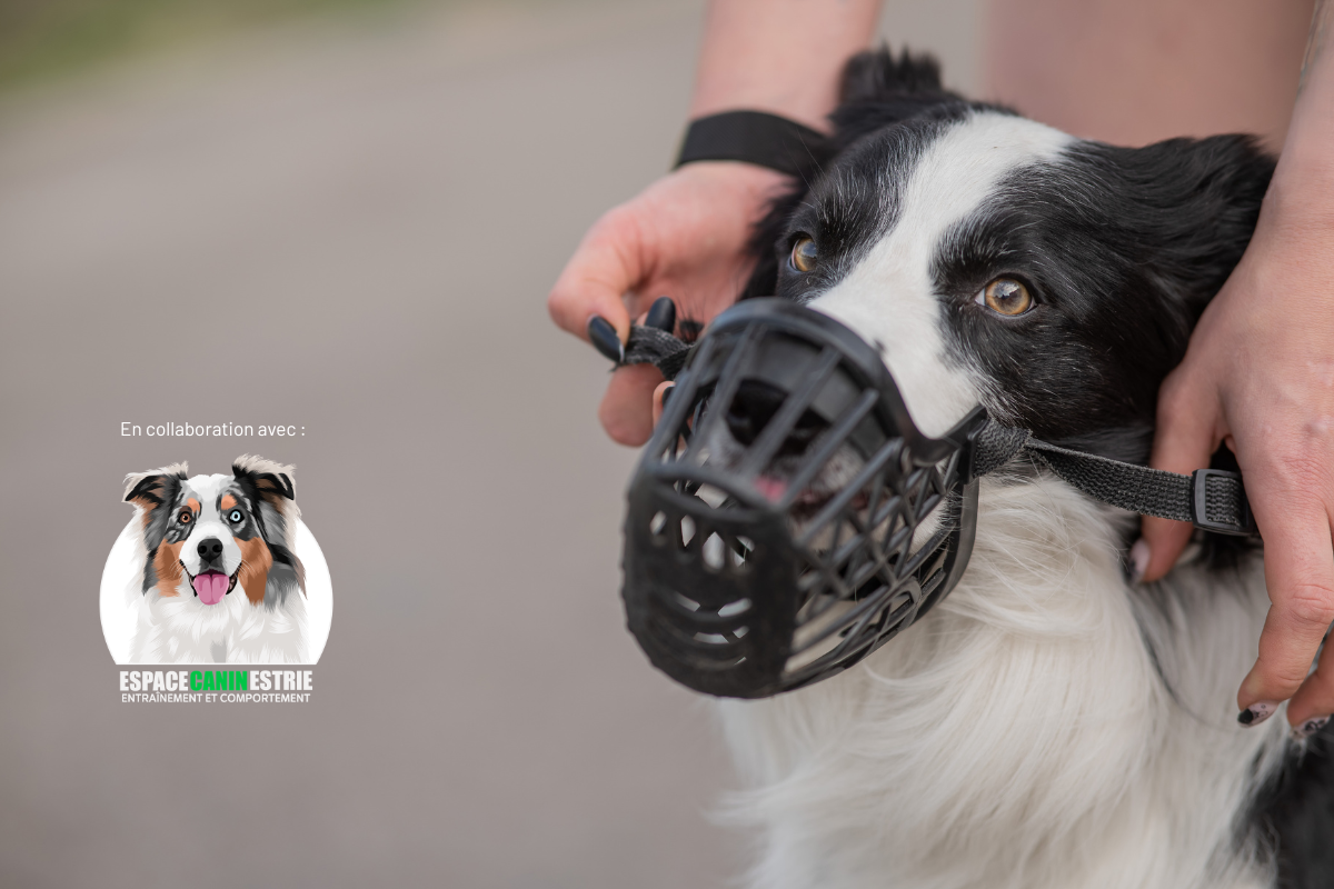 Espace Canin Estrie