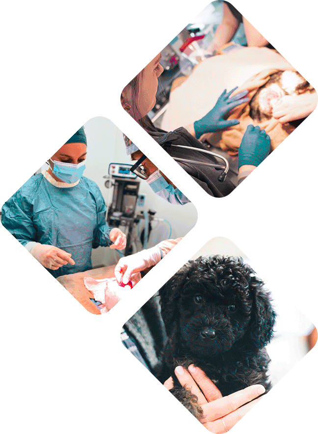 Service de chirurgie - Hôpital vétérinaire de l’Estrie - Soins médicaux, consultations et urgences pour animaux de compagnie