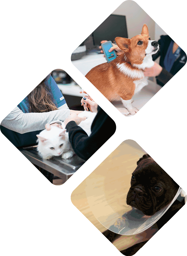 Service de médecine générale - Hôpital vétérinaire de l’Estrie - Soins médicaux, consultations et urgences pour animaux de compagnie