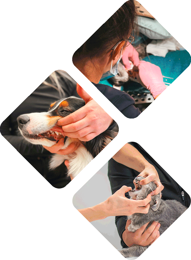Service de dentisterie - Hôpital vétérinaire de l’Estrie - Soins médicaux, consultations et urgences pour animaux de compagnie